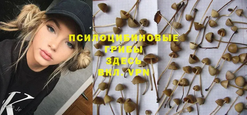 Галлюциногенные грибы Psilocybine cubensis  Нефтекумск 